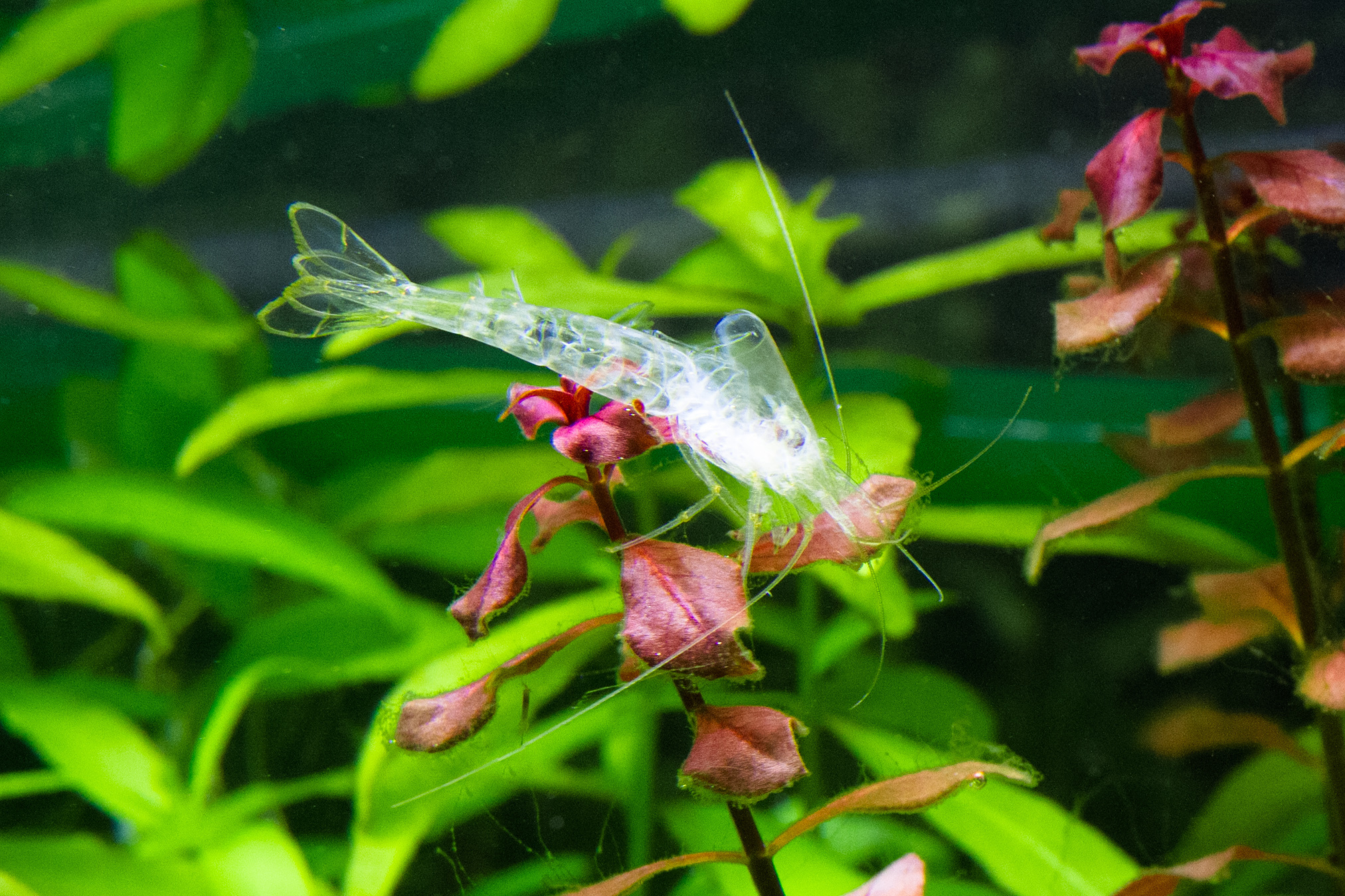 ヤマトヌマエビが脱皮 水草水槽のあれこれ